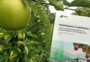 “Uso ininterrotto di pesticidi sulle mele dell’Alto Adige”: il dossier dell’Istituto tedesco. I dati? Avuti grazie alla querela della Provincia.