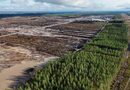 Google, 250mila alberi abbattuti in Finlandia: polemica sui nuovi data center