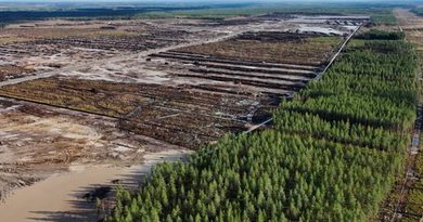 Google, 250mila alberi abbattuti in Finlandia: polemica sui nuovi data center