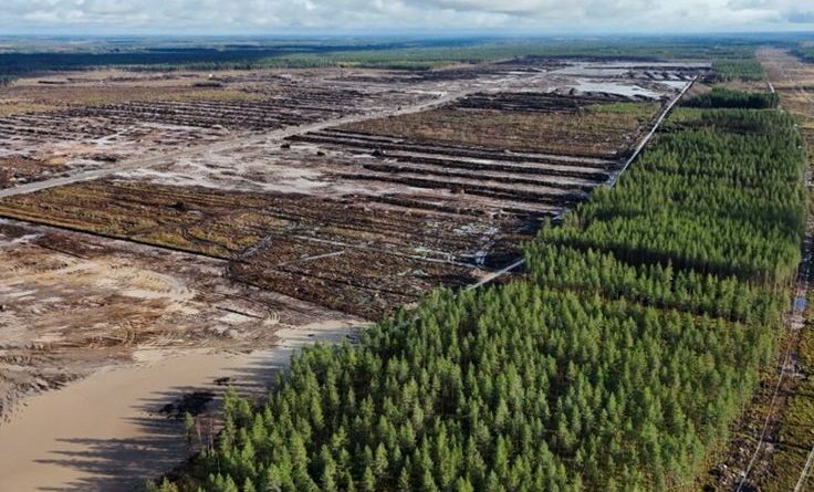 Google, 250mila alberi abbattuti in Finlandia: polemica sui nuovi data center